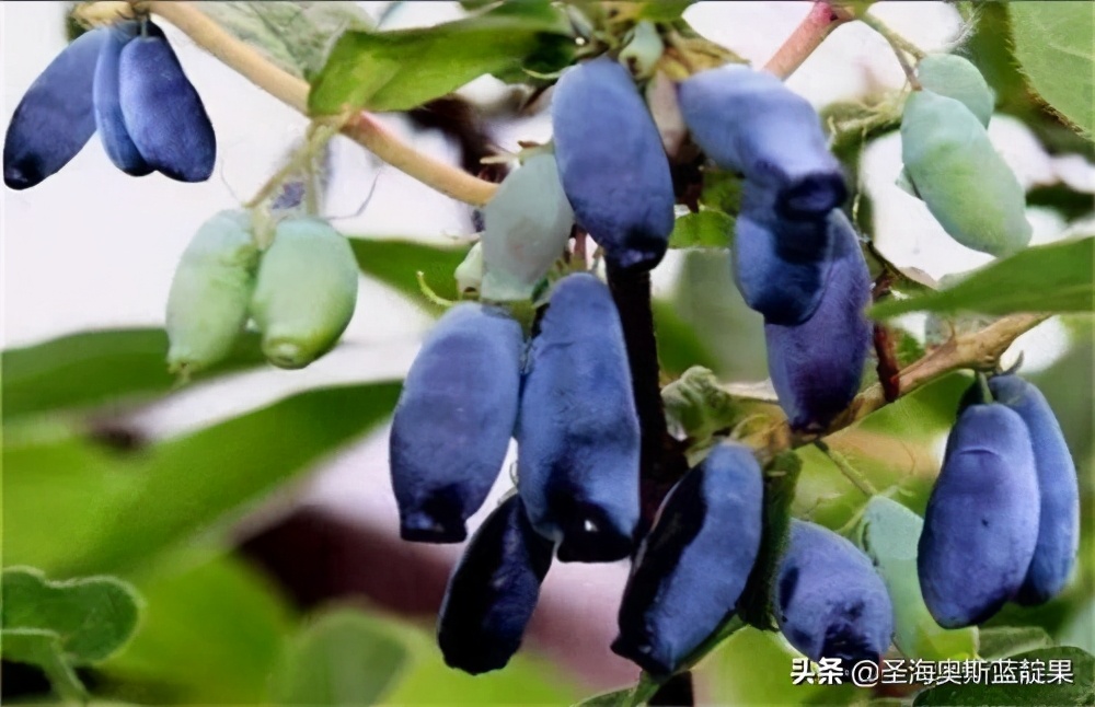 南方蓝靛果,蓝靛果发展