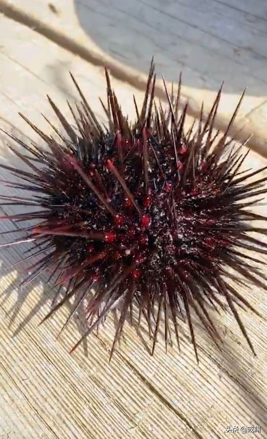 2016年獐子岛扇贝为什么回来了,扇贝回流獐子岛