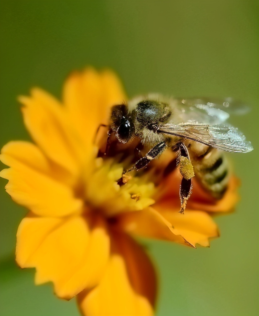 被马蜂叮咬后怎样处理,小磕小碰刮擦自己处理