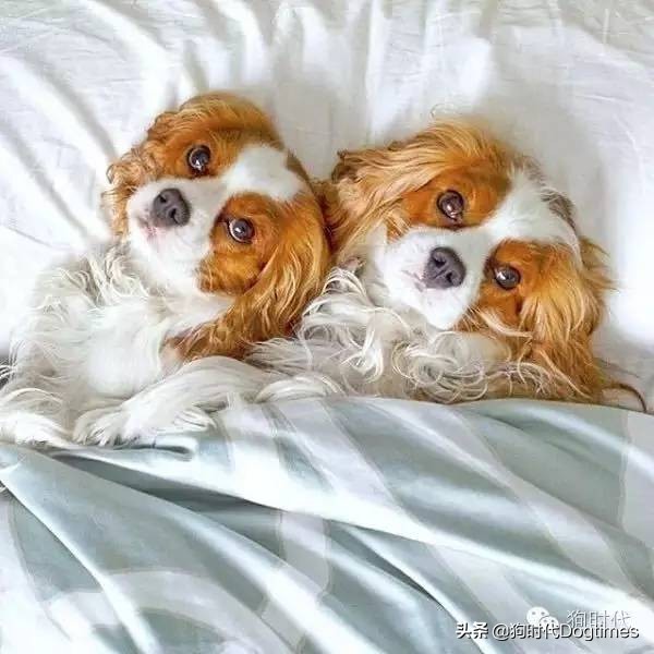 狗狗有这些表现表明它对你很忠诚,狗狗出现几种情况说明它很爱你