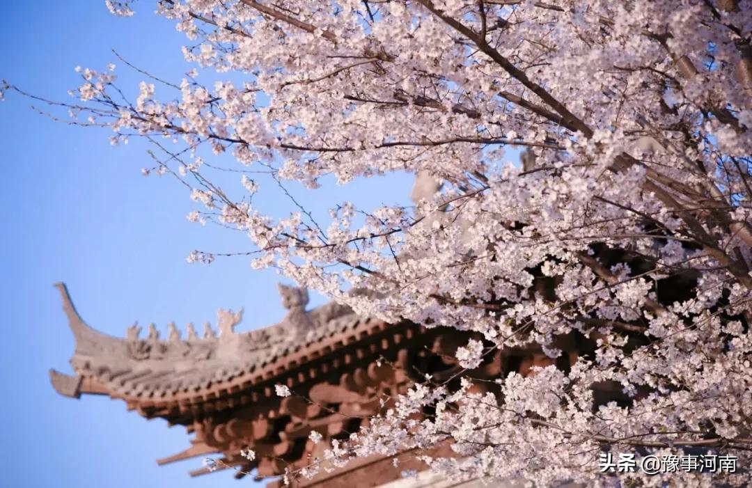 河南许昌樱花景点,许昌樱花最美的地方
