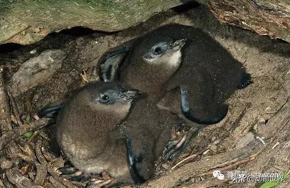 企鹅没有毛还能生活在北极,企鹅没有冰能生活吗