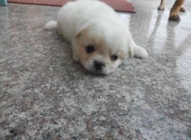 家里养的狗特别蠢怎么办,小土狗一直咬主人的手怎么解决