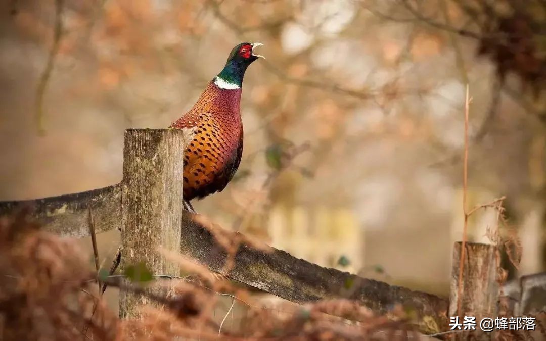 上山甲鱼下山野鸡不追是什么意思,上岸的甲鱼和下山的野鸡