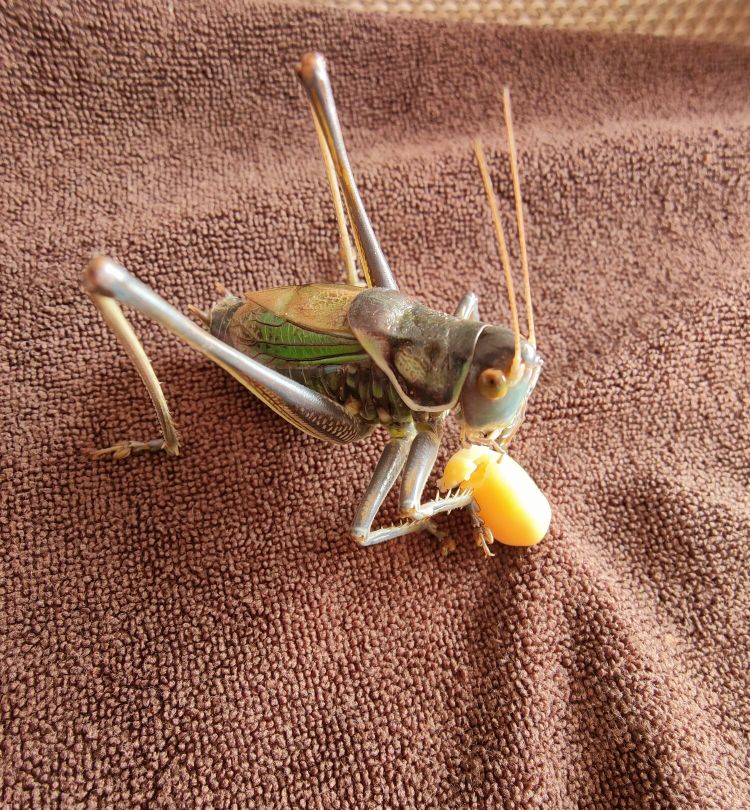 蝈蝈饲养从什么时候开始,蝈蝈的饲养条件