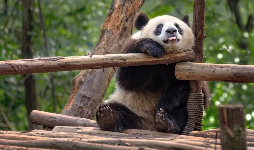 成都1-2天短途旅游推荐川西,五一从成都去川西的攻略