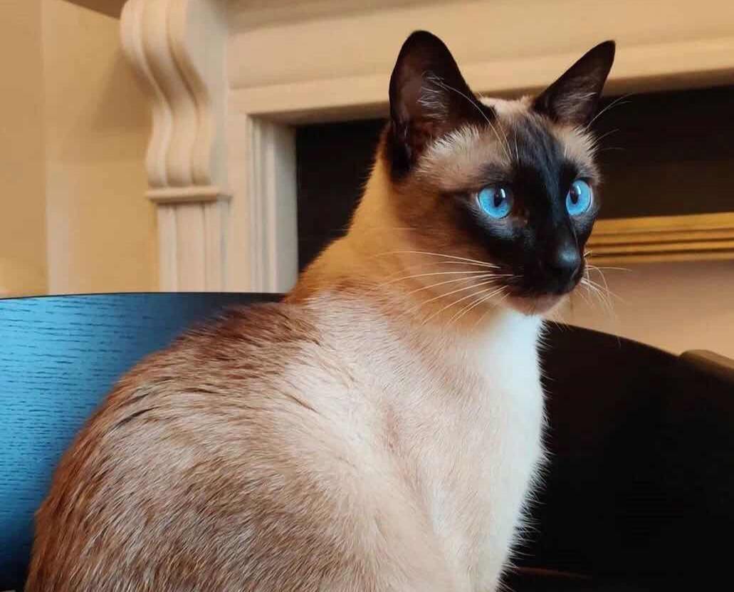 猫咪品种大盘点3:暹罗猫