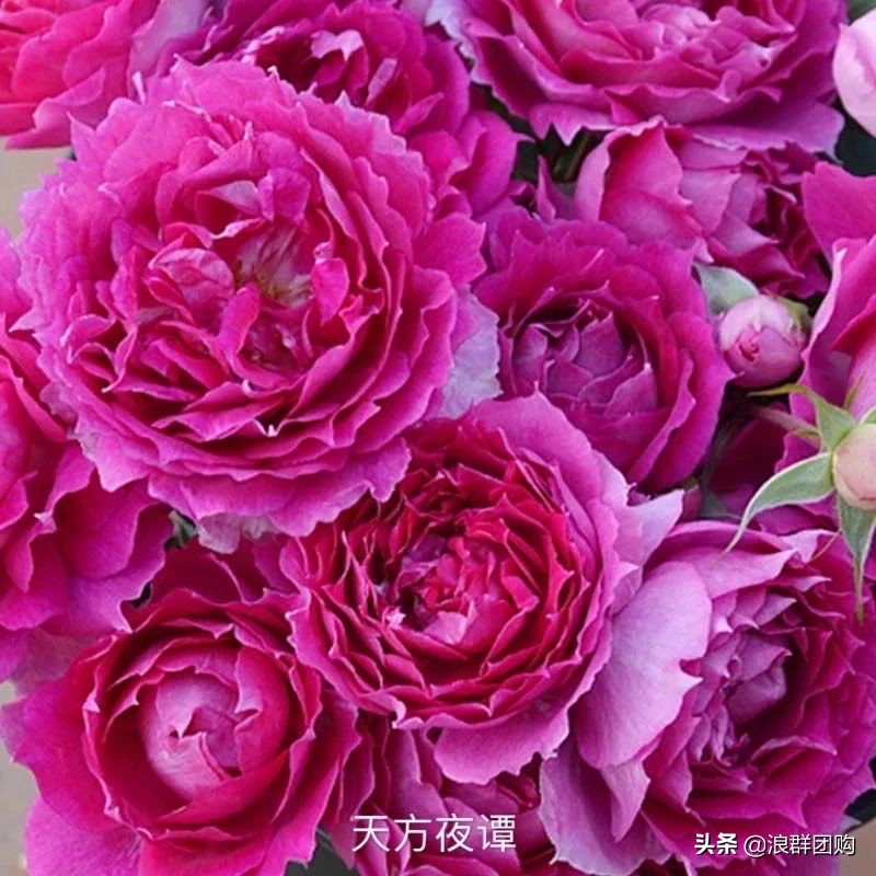 月季哪些品种大花又香,月季哪些品种花期长耐阴耐寒耐旱