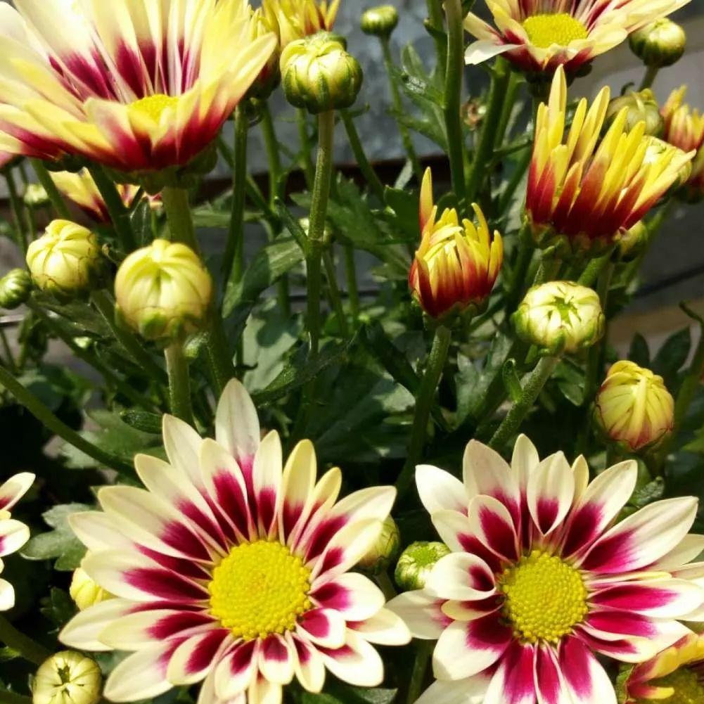 勋章菊怎么养才能爆盆,勋章菊怎么养花