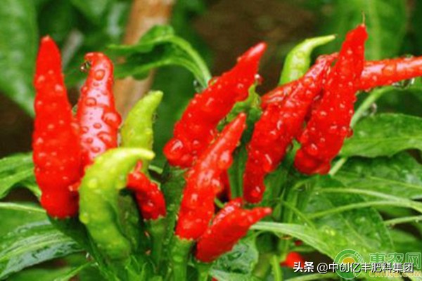 辣椒苗栽下去黄叶枯萎怎么办,辣椒苗脚下黄叶落叶什么原因