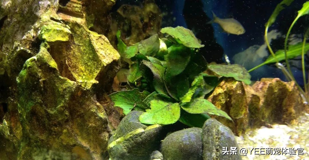 鱼缸爆褐藻怎么能变成绿藻,鱼缸爆绿藻对鱼有危害么