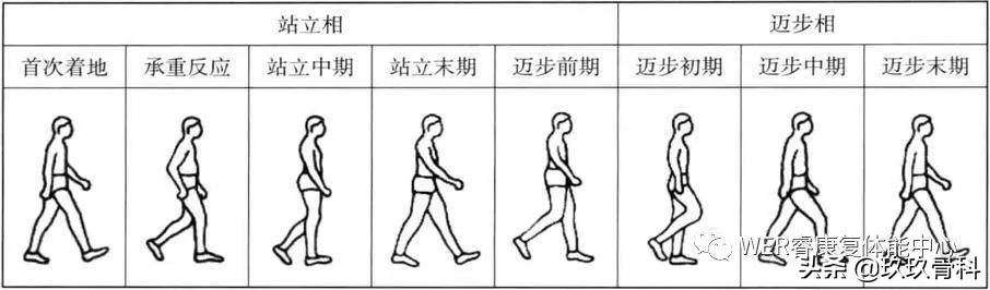 acl十字韧带重建,acl重建和十字韧带重建
