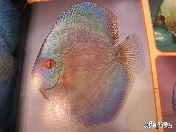 七彩神仙最好看的品种,七彩神仙多大分品种