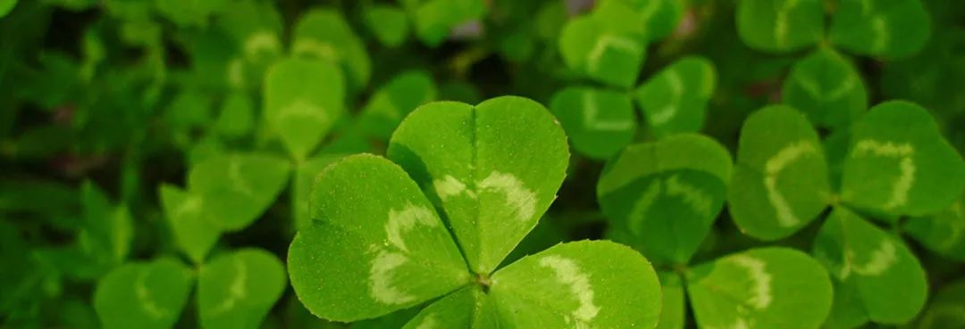 卫岗至淳有机生牛乳,卫岗牛奶新品种