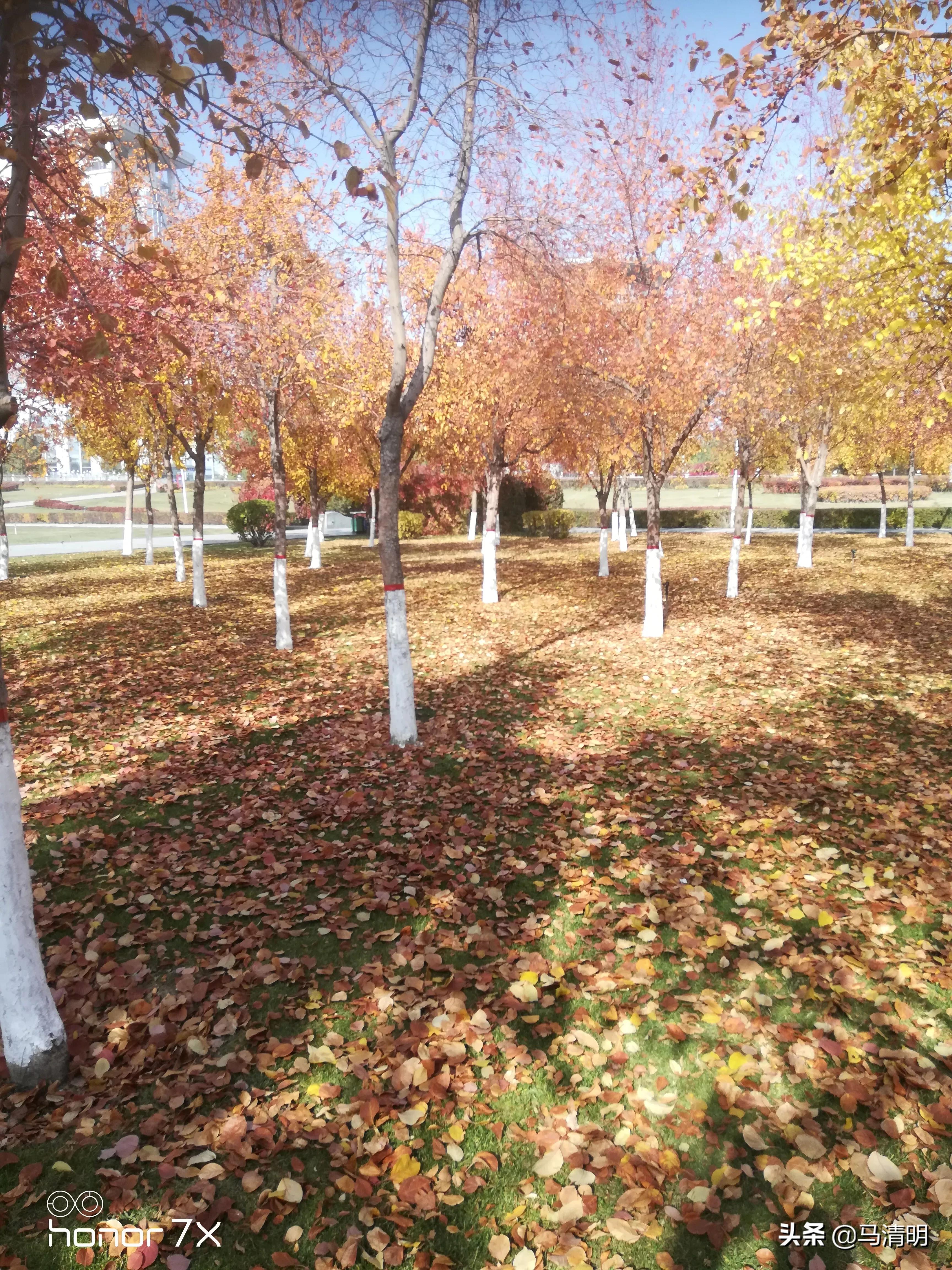 我眼中的石河子,我眼中的新疆石河子