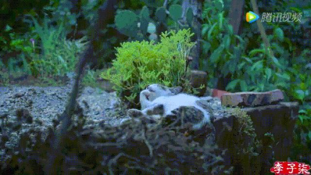 李子柒视频转场技巧,李子柒拍摄视频技巧