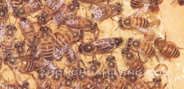 中蜂高效养殖技术,中蜂高效养殖技术视频