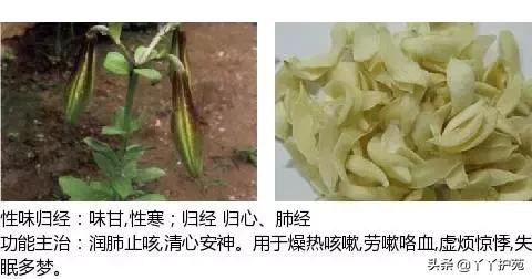 农村身边的中草药主治与功效,中草药全图谱与功效