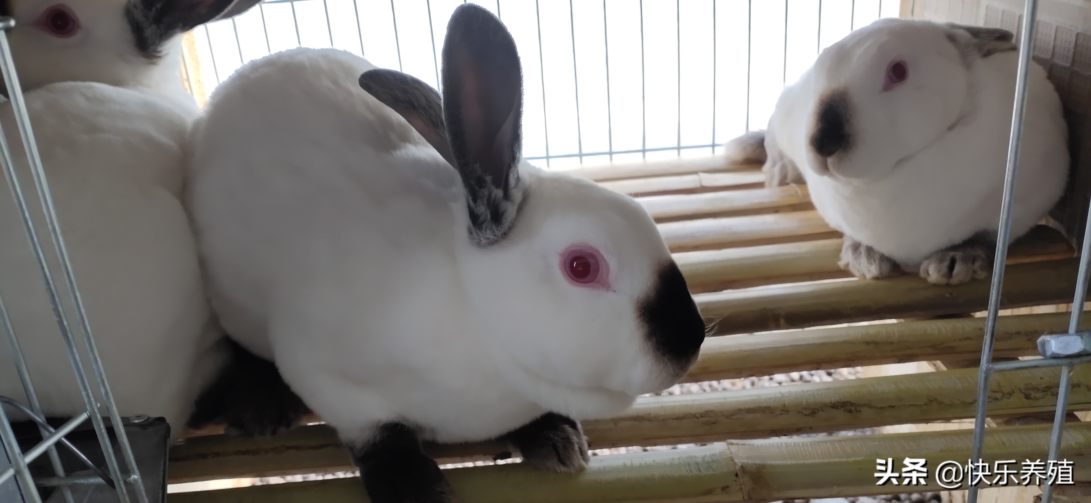 养兔需要准备什么,初学者养兔必知管理方法