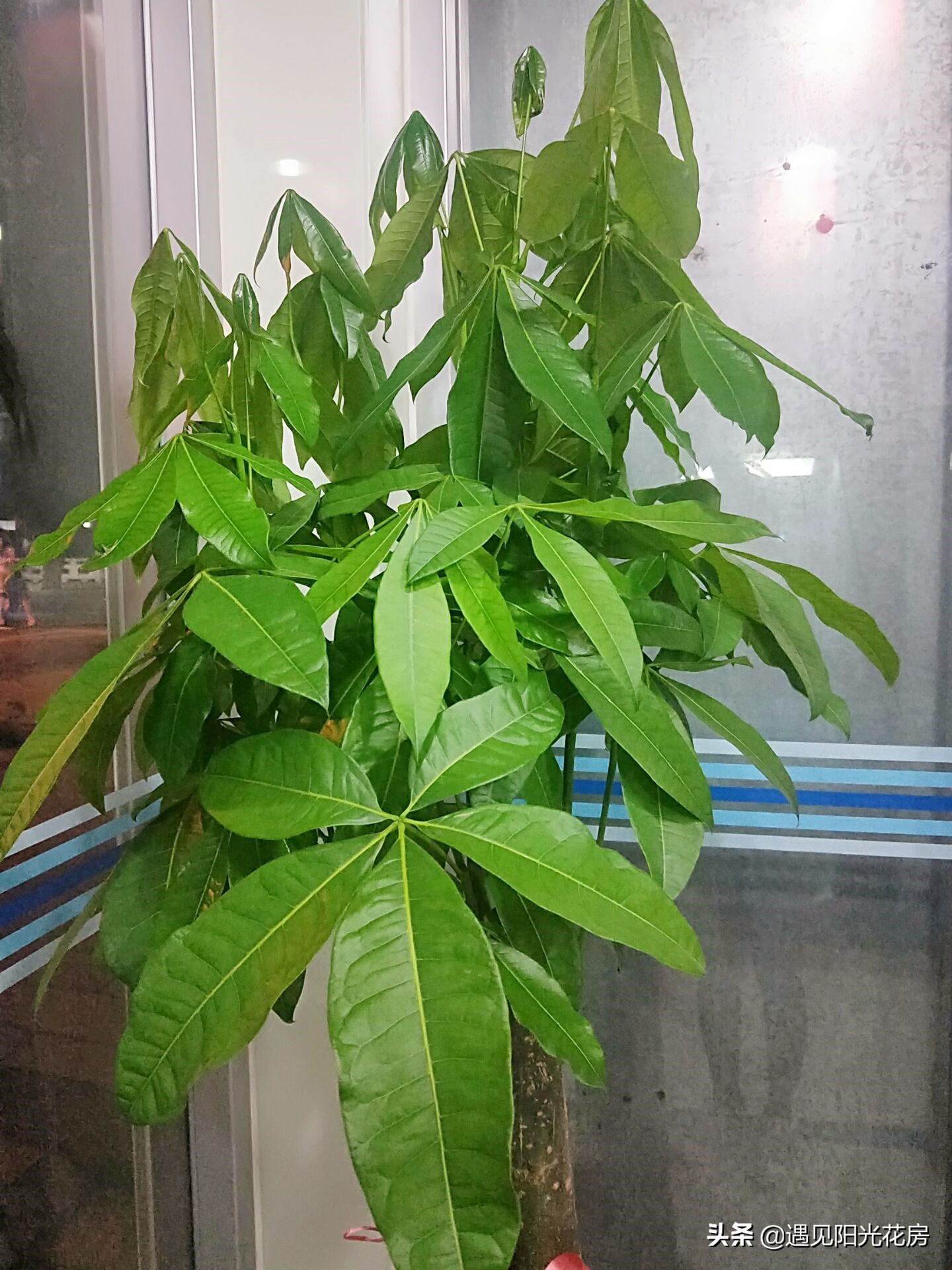 发财树叶子变黄下垂是怎么回事,发财树为什么会下垂