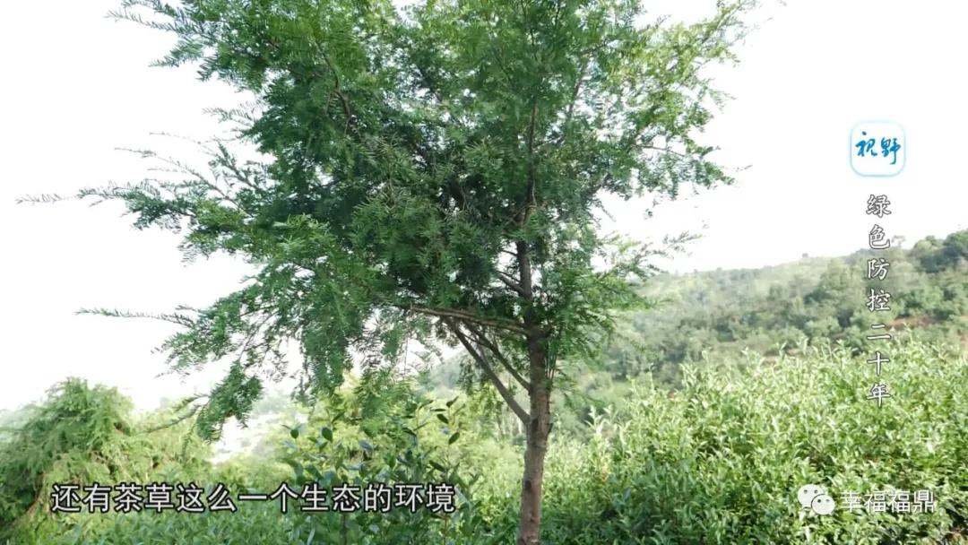 绿色茶园除草剂,无除草剂的茶园