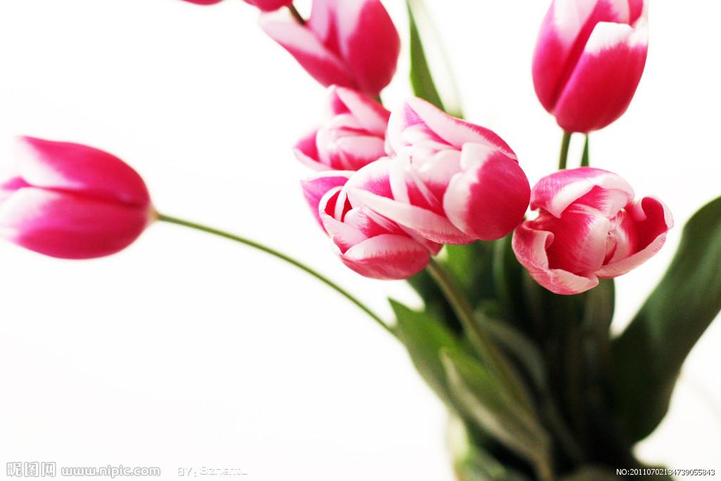 用郁金香表白语录,关于郁金香表白的浪漫句子