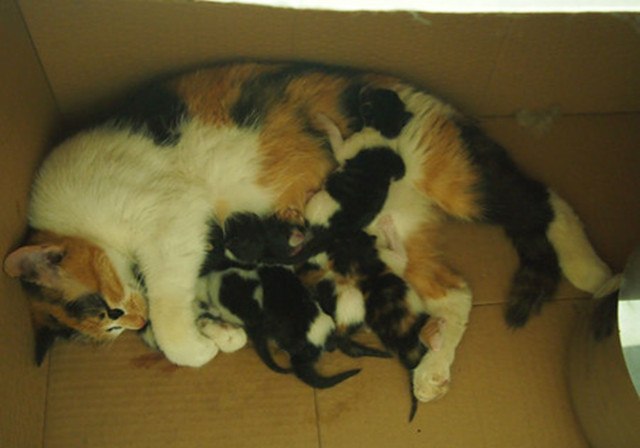 猫咪怀孕以后有什么注意事项,猫咪怀孕后注意事项