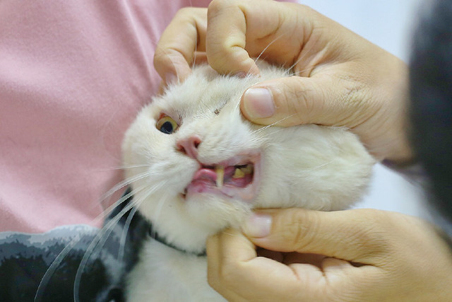 怎么判断猫咪牙齿断得严重不严重,猫为什么会断牙