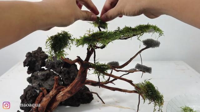 莫斯树到底好不好,莫斯树是什么