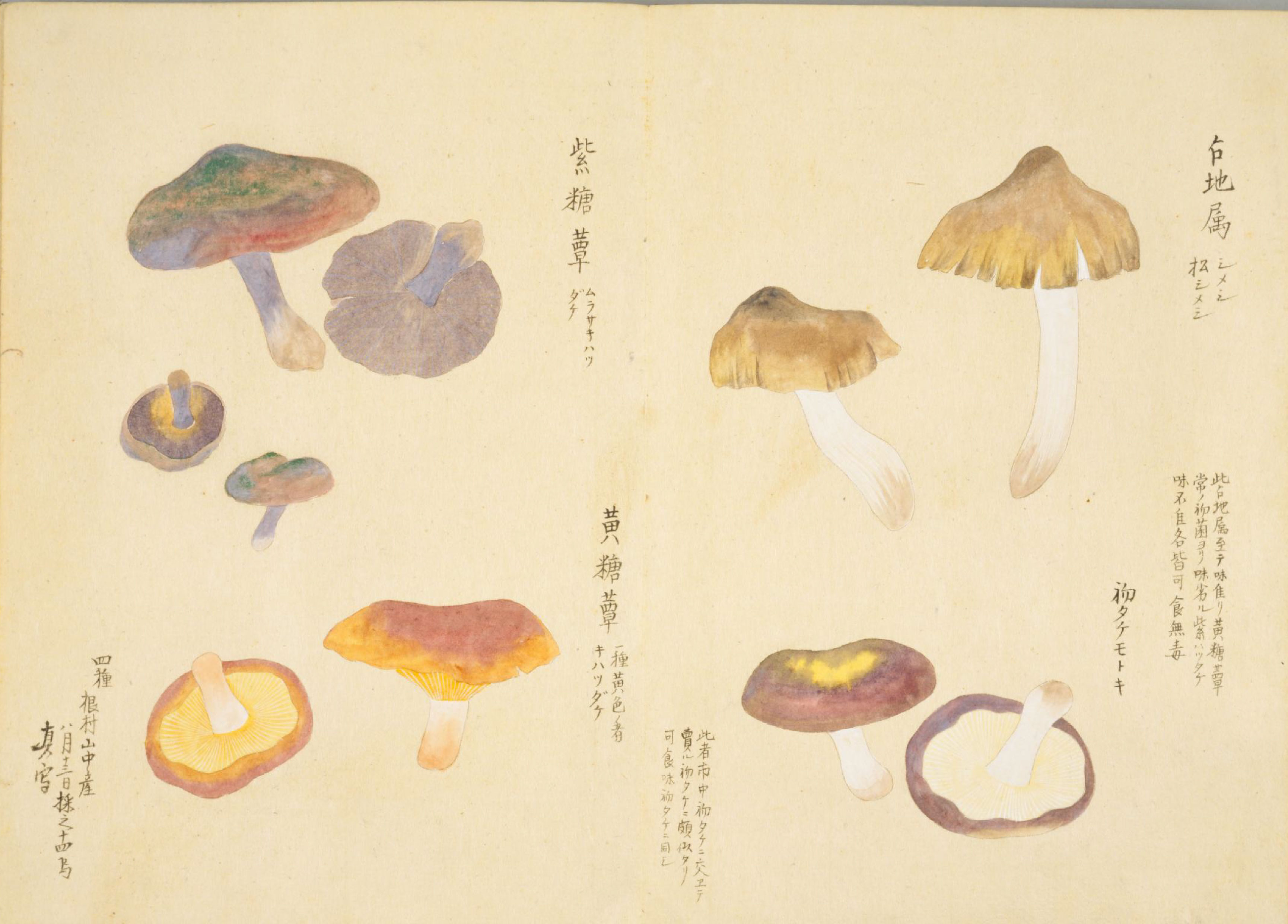 各种多彩菌图片大全,意式野菌图片大全