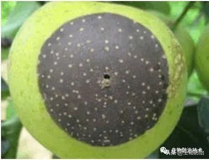 蛀干害虫是钻蛀害虫吗,果树枝干钻蛀害虫图片