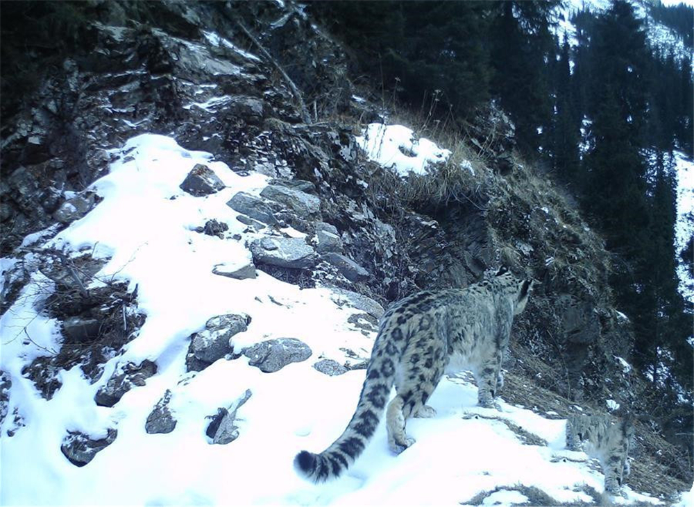 青海三江源雪豹视频,三江源影像实录雪豹