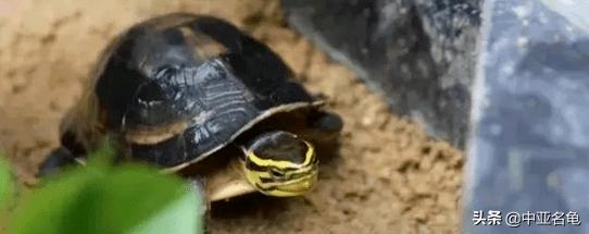 新手养水龟最好养什么龟,新手养半水龟哪个品种好