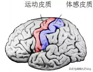 人类大脑如何超越人工智能,人类的出路在于将自身升级为神