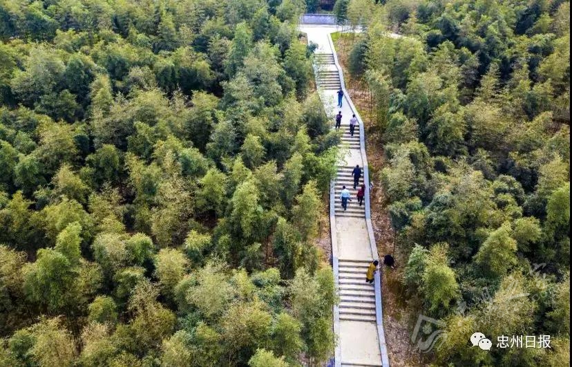 白石山林区生态环境,白石镇竹海