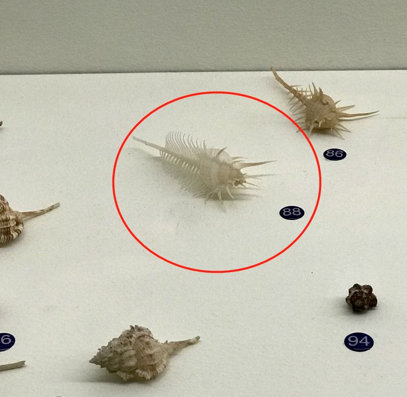 青岛海边的小海螺,青岛沿海的小海螺