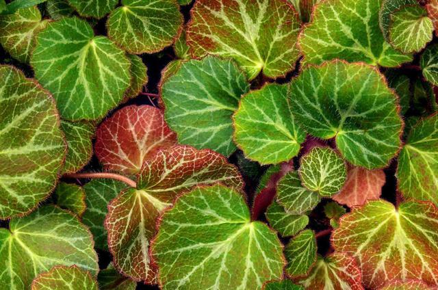 四季都开花的虎耳草盆栽,开花虎耳草养殖方法