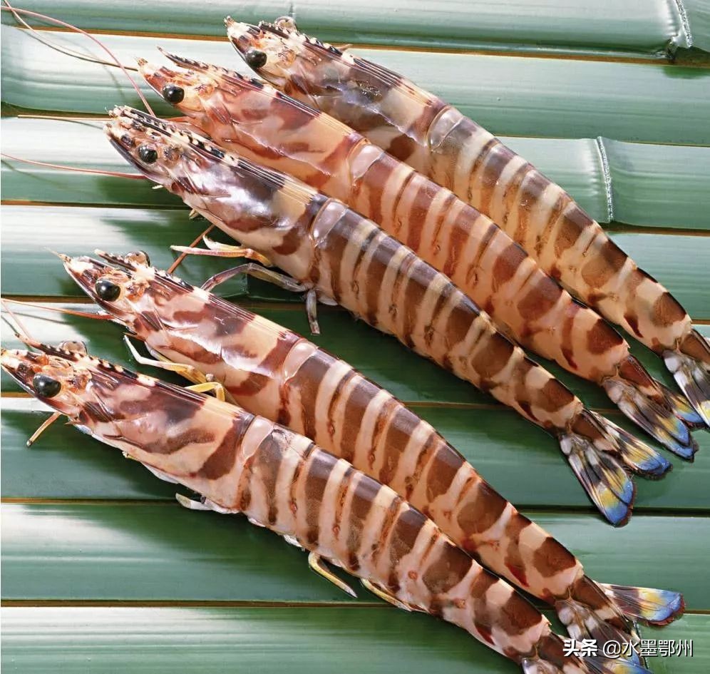 基围虾草虾算河虾吗,草虾基围虾对虾哪个贵