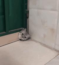 如何让猫咪不怕热,家里没空调猫该怎么办