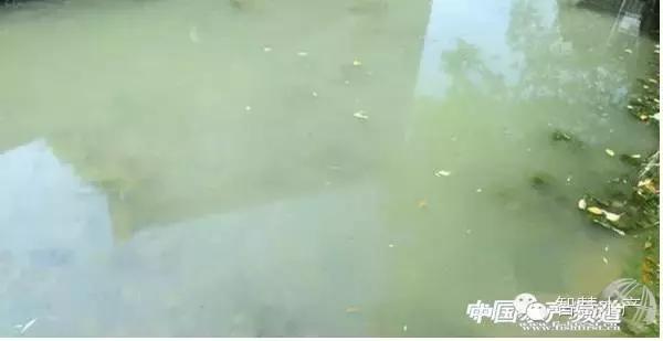 刚刚开始养殖对虾如何清理虾塘,对虾养殖ph值所反映的水质问题