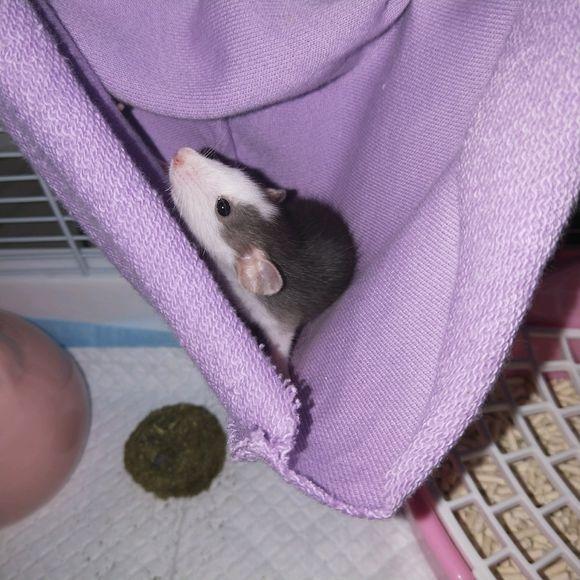 养了只花枝鼠不给摸怎么办,养了个花枝鼠