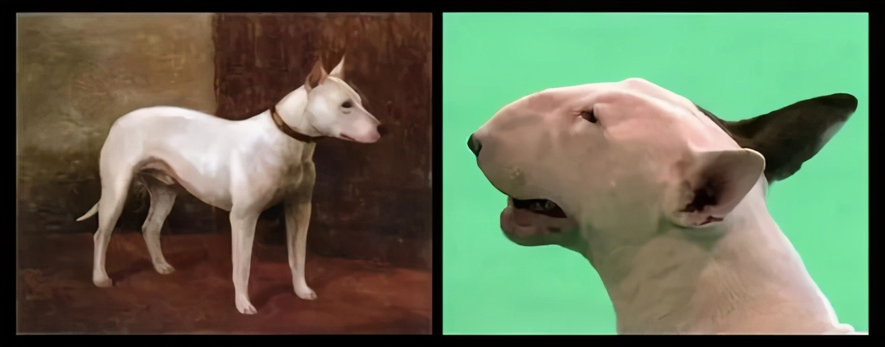 可爱的茶杯犬后面真相却很残忍,茶杯犬是怎样形成的视频