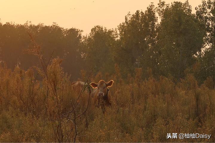推荐森林温泉,江苏比较推荐的温泉度假