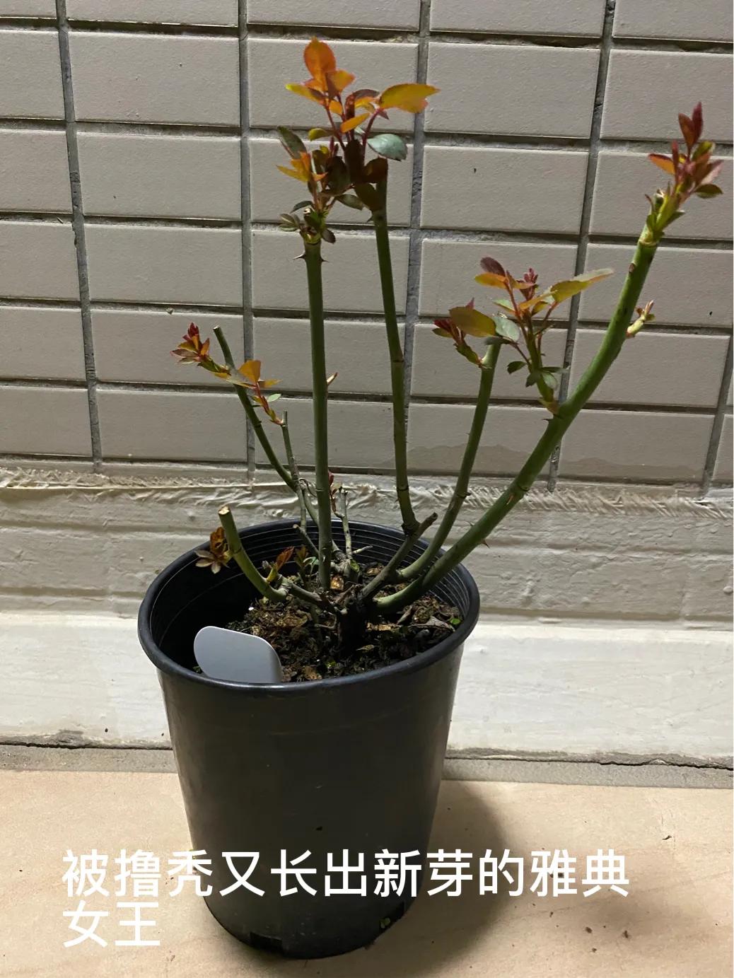 买月季花盆栽,买月季花后注意事项