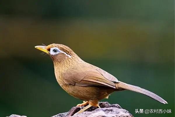 生画眉鸟被压口最快恢复,生头画眉鸟被压口了怎么养