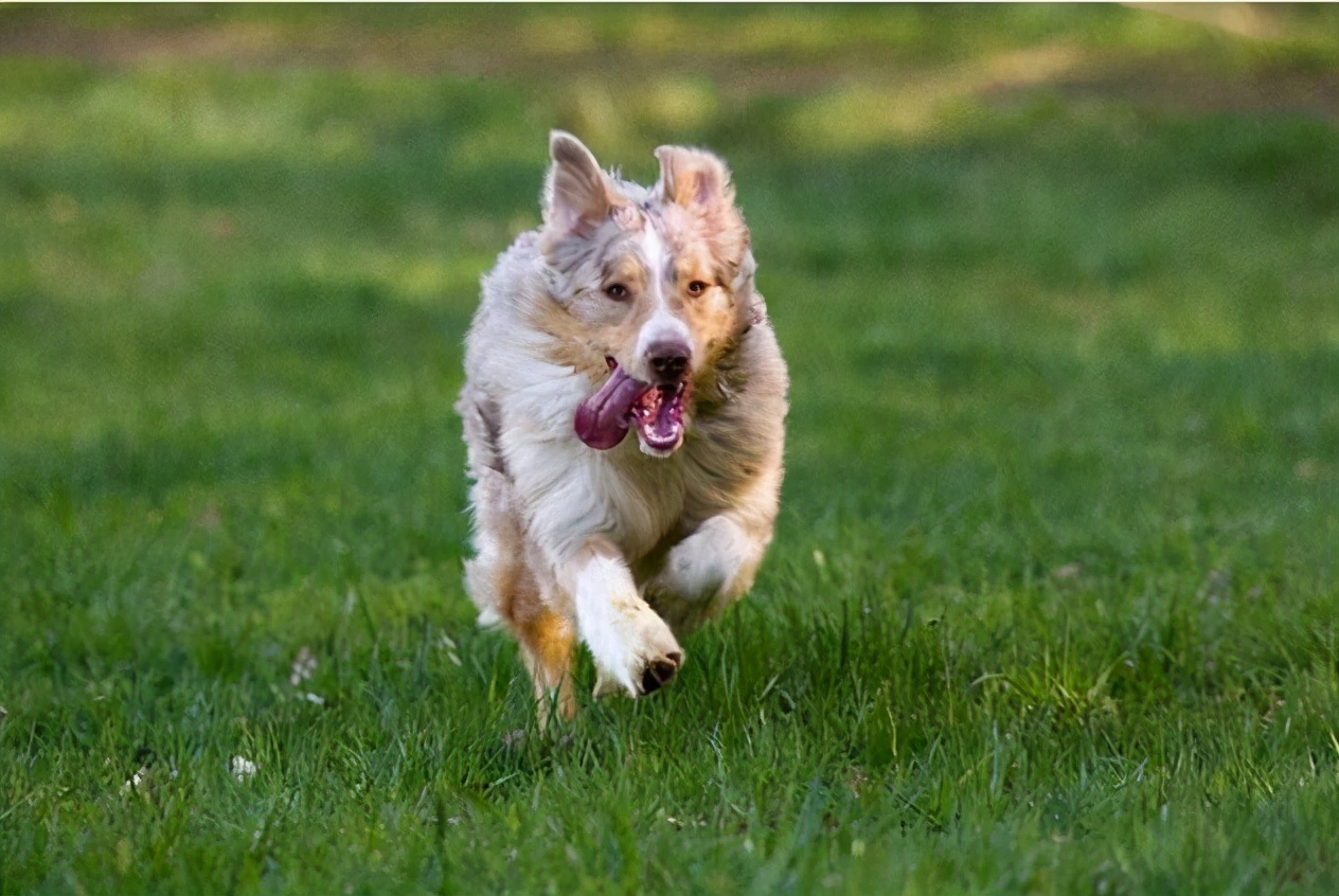 狗狗为什么经常哈气,狗狗不停哈气呼吸急促是怎么回事
