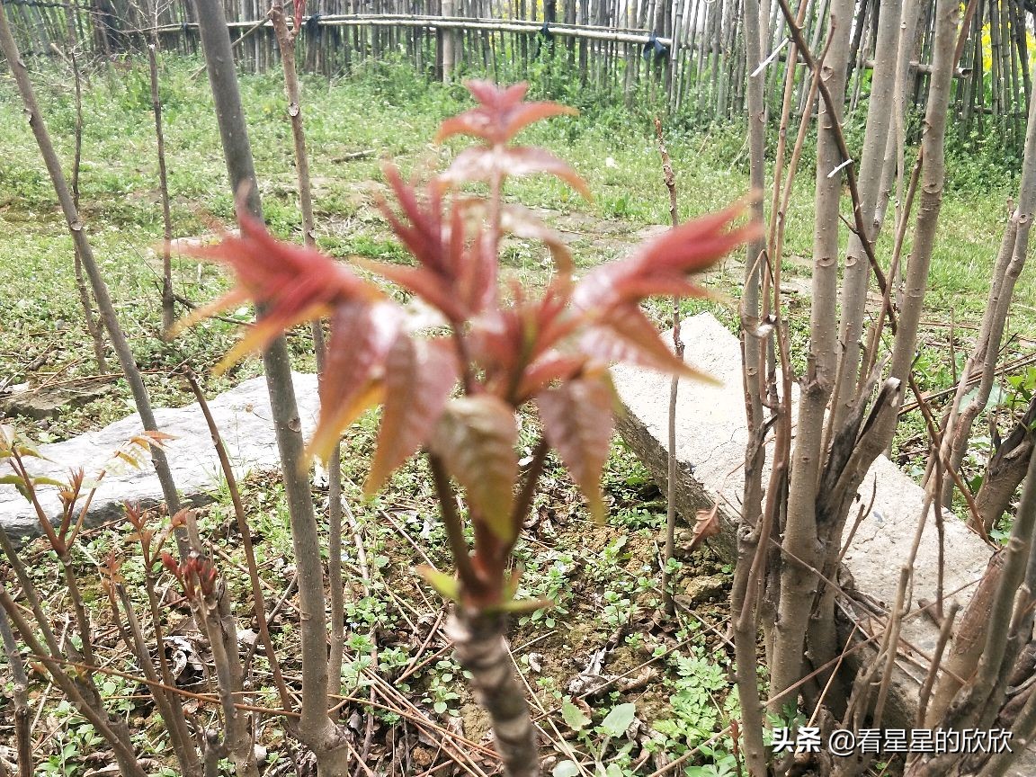 农村人挣钱有门路吗,农村赚钱小项目你值得拥有