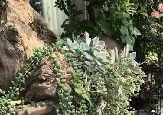 情人泪盆栽怎么养,情人泪吊兰怎么样浇水才合适