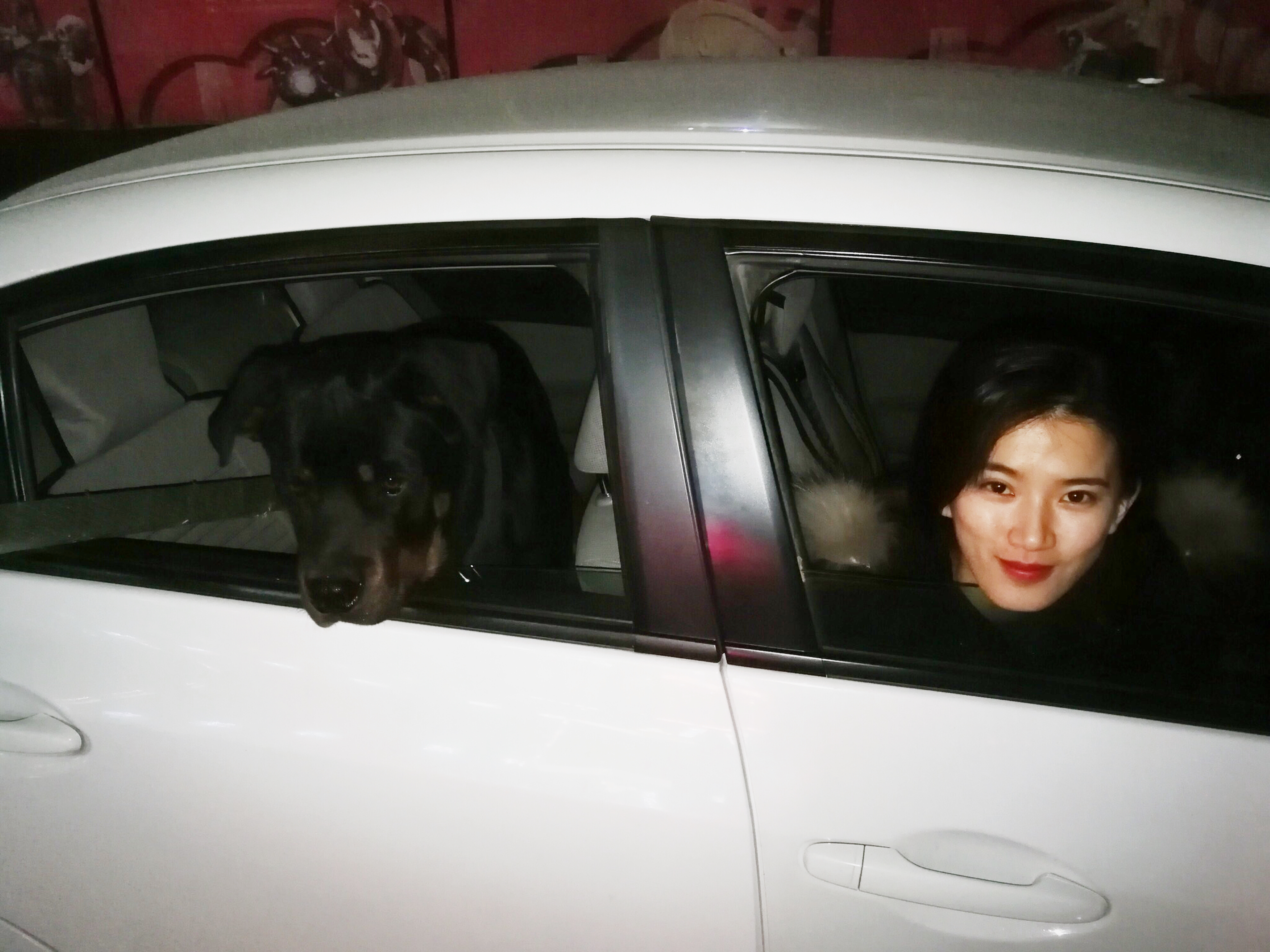 不掉毛的自制狗粮怎么做,狗粮自制无肉简单方法