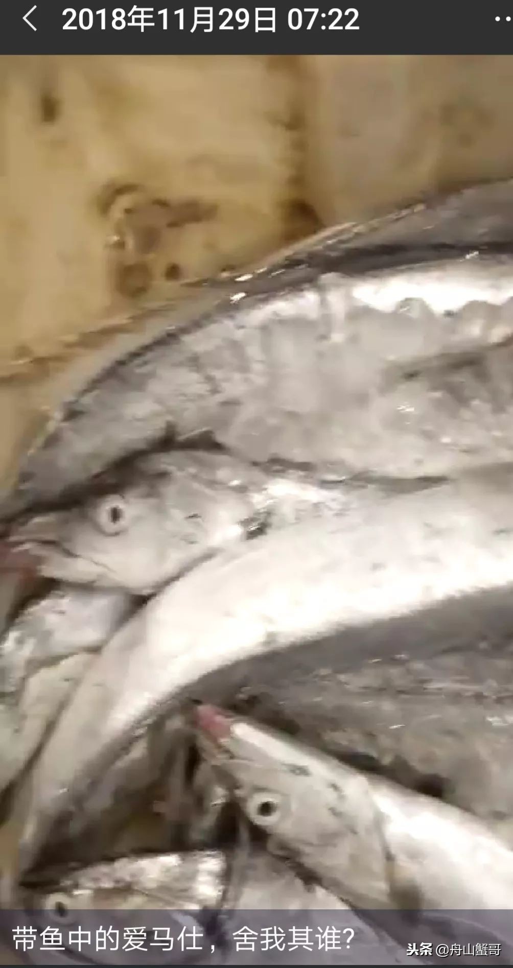 舟山雷达网带鱼250一斤,舟山雷达网带鱼捕捞